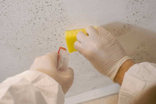Environmental Consulting for Mold Prevention in Baraga, MI