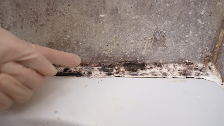 Best Attic Mold Removal  in Baraga, MI